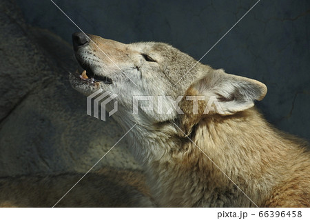 冬毛のチュウゴクオオカミ 1匹が左向きで遠吠えの写真素材
