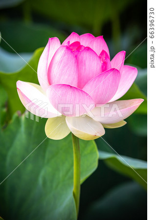 蓮の花 初夏のイメージ 蓮の花 初夏のイメージ 66396730