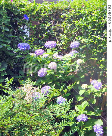 自宅の庭で梅雨によく似合う紫陽花の花(鹿児島県薩摩川内市) 自宅の庭で梅雨によく似合う紫陽花の花(鹿児島県薩摩川内市) 66396793
