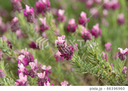 ピンク色のフレンチラベンダー 66396960