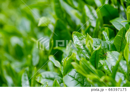 新緑の茶畑　一番茶　新茶　京都府和束町 66397175