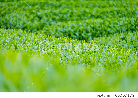 新緑の茶畑　一番茶　新茶　京都府和束町 66397178