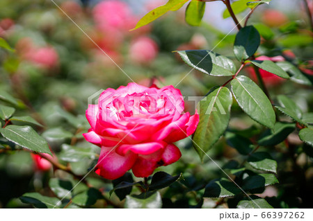 薔薇園に咲くピンクと白のグラデーションが美しい日本原産の薔薇 聖火 の写真素材