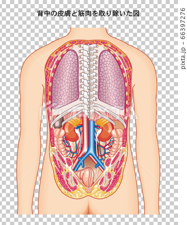 人體解剖學的後視圖-插圖素材[66397276] - PIXTA圖庫