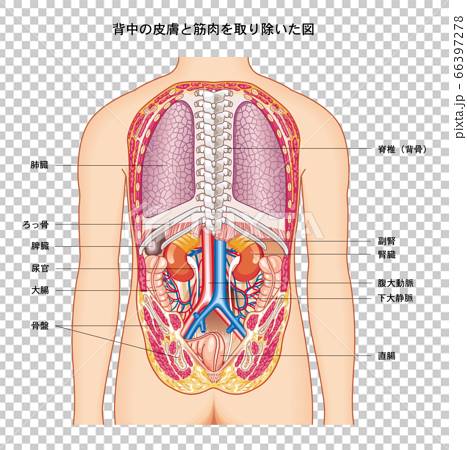 人体解剖図 背面のイラスト素材