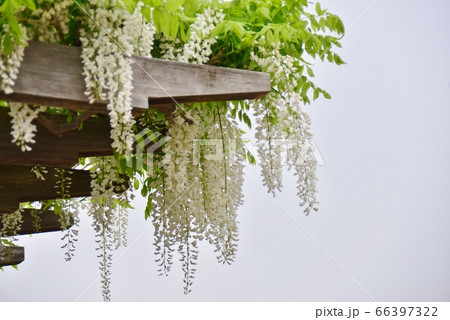 藤棚から延びる白い色の藤の花 66397322