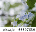 紫陽花 66397639