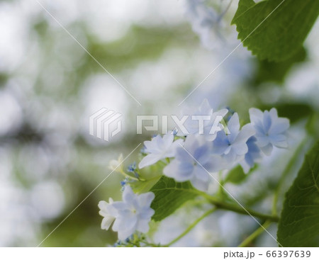 紫陽花 66397639