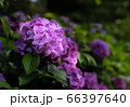 光り輝く紫陽花 66397640