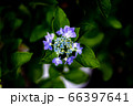 紫陽花 66397641