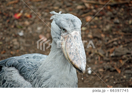 ハシビロコウ 66397745