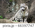 ユキヒョウ 66397747