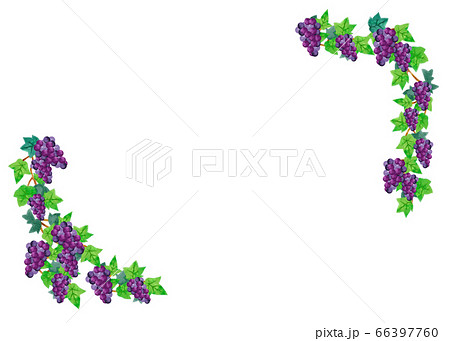 水彩画 かわいいブドウのフレームのイラスト素材