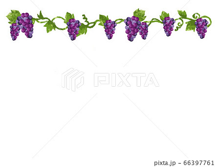 水彩画 かわいいブドウのフレームのイラスト素材 66397761 Pixta