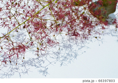 紫色のスモークツリーの花柄と影 66397803