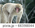ニホンザル 66398044