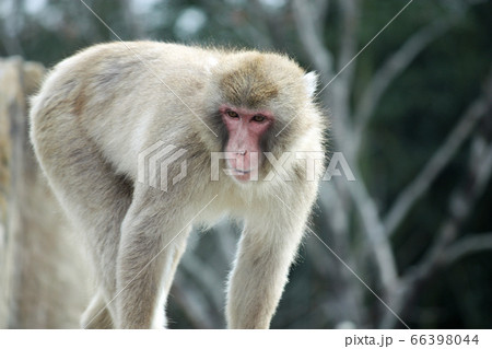 ニホンザル 66398044