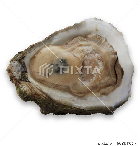 Fresh oyster on white background 66398057