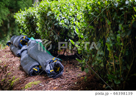 写真素材：かぶせ茶　覆下　被覆栽培　京都府和束町 66398139