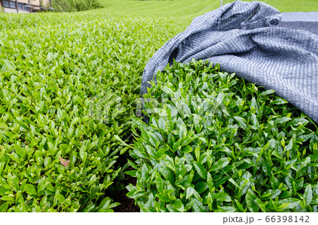 写真素材：露地栽培と覆下栽培の比較　かぶせ茶　被覆栽培　京都府和束町 66398142