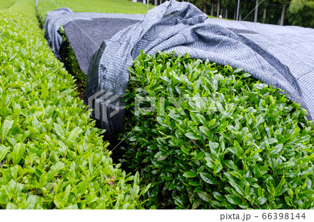 写真素材:露地栽培と覆下栽培の比較 かぶせ茶 被覆栽培 京都府和束町 写真素材:露地栽培と覆下栽培の比較 かぶせ茶 被覆栽培 京都府和束町 66398144