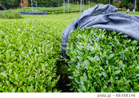 写真素材：露地栽培と覆下栽培の比較　かぶせ茶　被覆栽培　京都府和束町 66398146