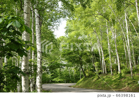 平庭高原の白樺 66398161