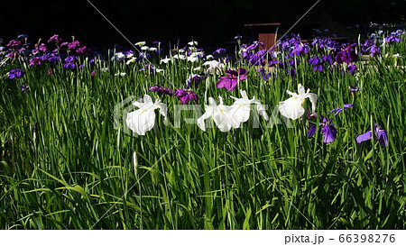 ひたちなか市馬渡はにわ公園の花しょうぶ 66398276
