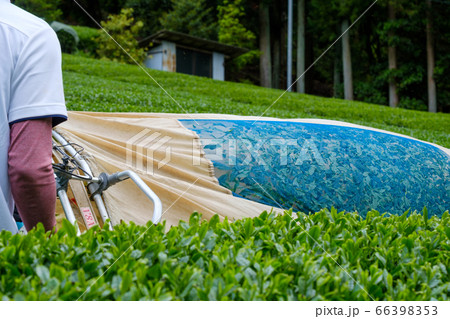茶葉の収穫風景　茶摘採機　バリカン　京都府和束町 66398353