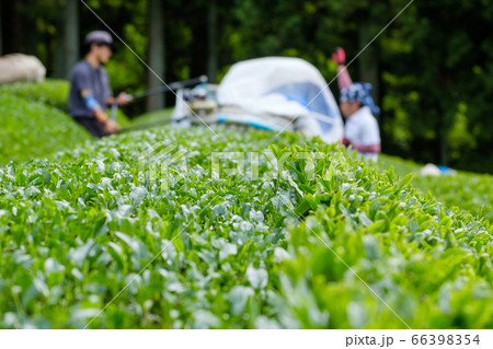 茶葉の収穫風景　茶摘採機　バリカン　京都府和束町 66398354