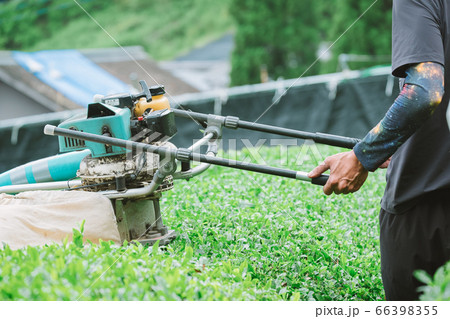 茶葉の収穫風景　茶摘採機　バリカン 66398355