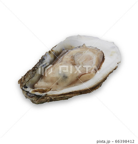 Fresh oyster on white background Fresh oyster on white background 66398412