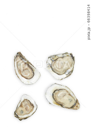Fresh oyster on white background Fresh oyster on white background 66398414