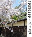 春の鎌倉を散策中に出逢ったソメイヨシノと趣のある塀 66398561