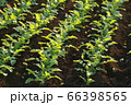 朝日に照らされ生き生きとしている大根の苗たち 66398565
