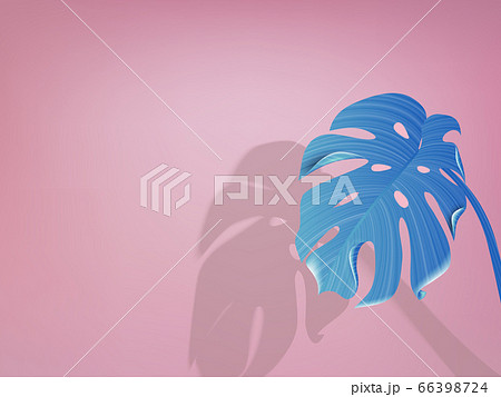 Minimalist pastel blue split leaf Philodendron on blue background with shadow Minimalist pastel blue split leaf Philodendron on blue background with shadow 66398724