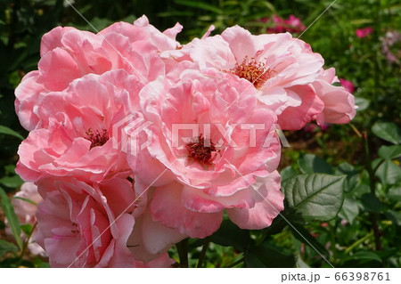 薔薇花 淡赤色 薔薇花 淡赤色 66398761