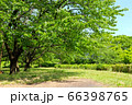 大きな木 66398765