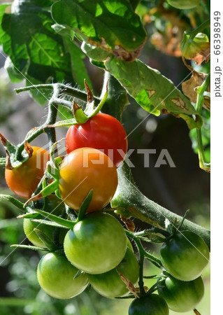 連なるミニトマト 実の写真素材