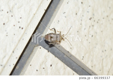 ホオズキカメムシ 成虫 ホオズキカメムシ 成虫 66399337