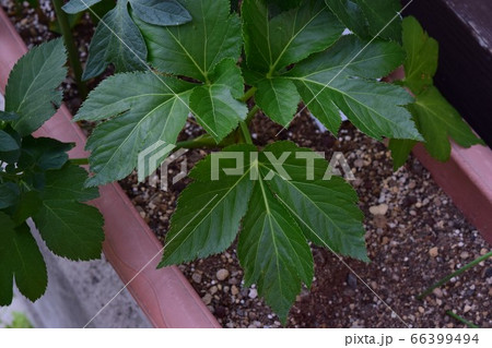 アシタバ 葉 アシタバ 葉 66399494