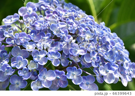 ウズアジサイ（渦紫陽花） 66399643