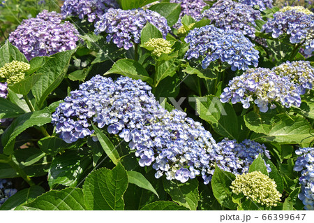 ウズアジサイ（渦紫陽花） 66399647