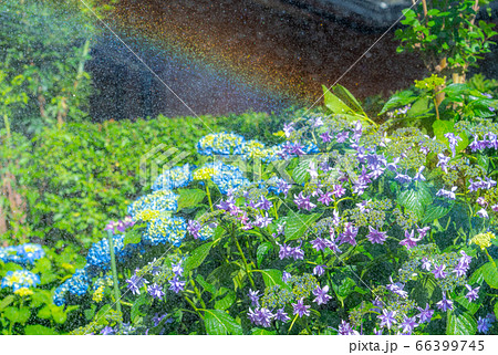 紫陽花　水やり　虹　雨　梅雨 66399745