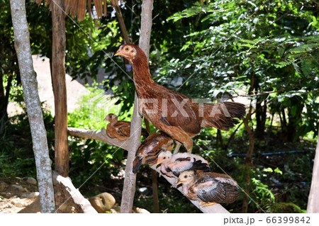 Thai hen and chick on log with natural green background , Thailand  66399842