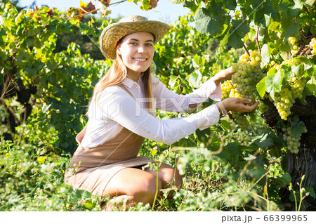 Woman harvesting white grapes 66399965