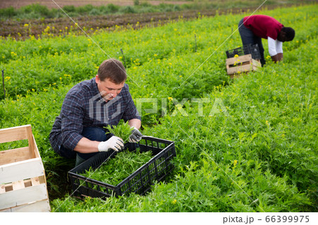 Confident worker harvesting green mizuna (Brassica rapa nipposinica laciniata) Confident worker harvesting green mizuna (Brassica rapa nipposinica laciniata) 66399975