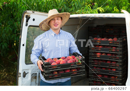 Gardener packing crates with peaches 66400297