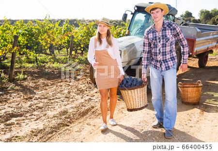 Couple of winegrowers carrying basket with grapes Couple of winegrowers carrying basket with grapes 66400455