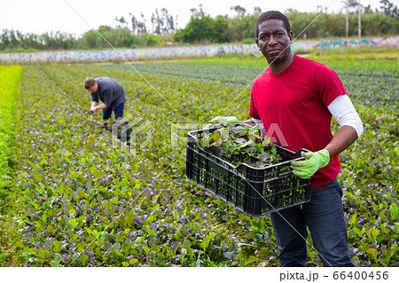 Professional worker holding crate with harvest mustard leaf on the field Professional worker holding crate with harvest mustard leaf on the field 66400456